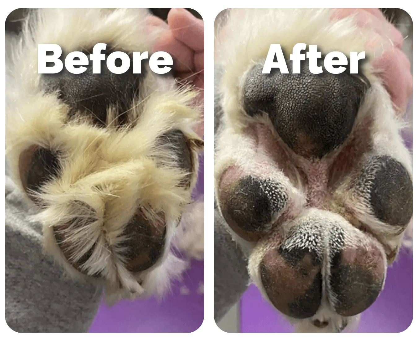 PawFect Trimmer™ | Safe & Easy Pet Grooming at Home