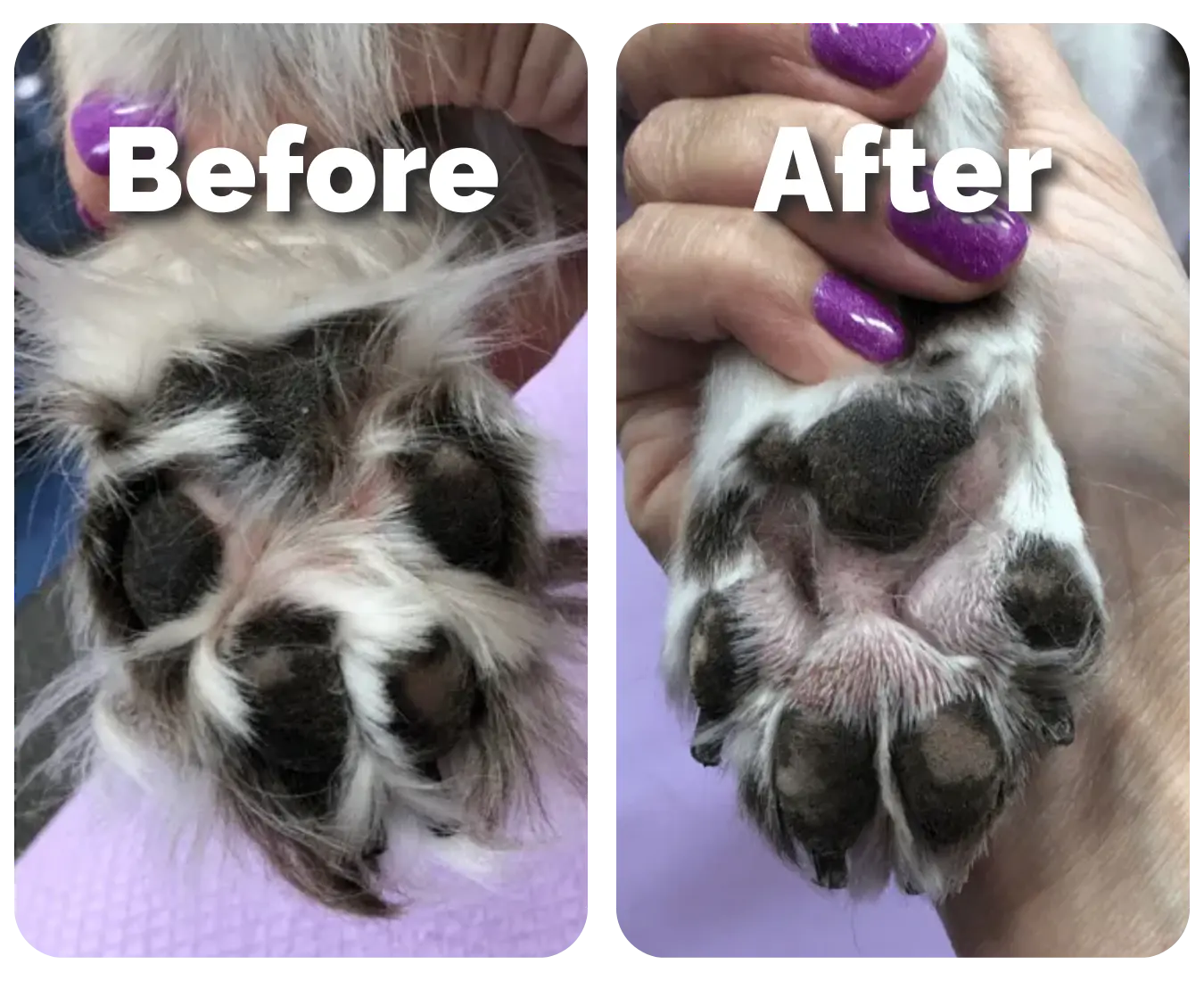 PawFect Trimmer™ | Safe & Easy Pet Grooming at Home